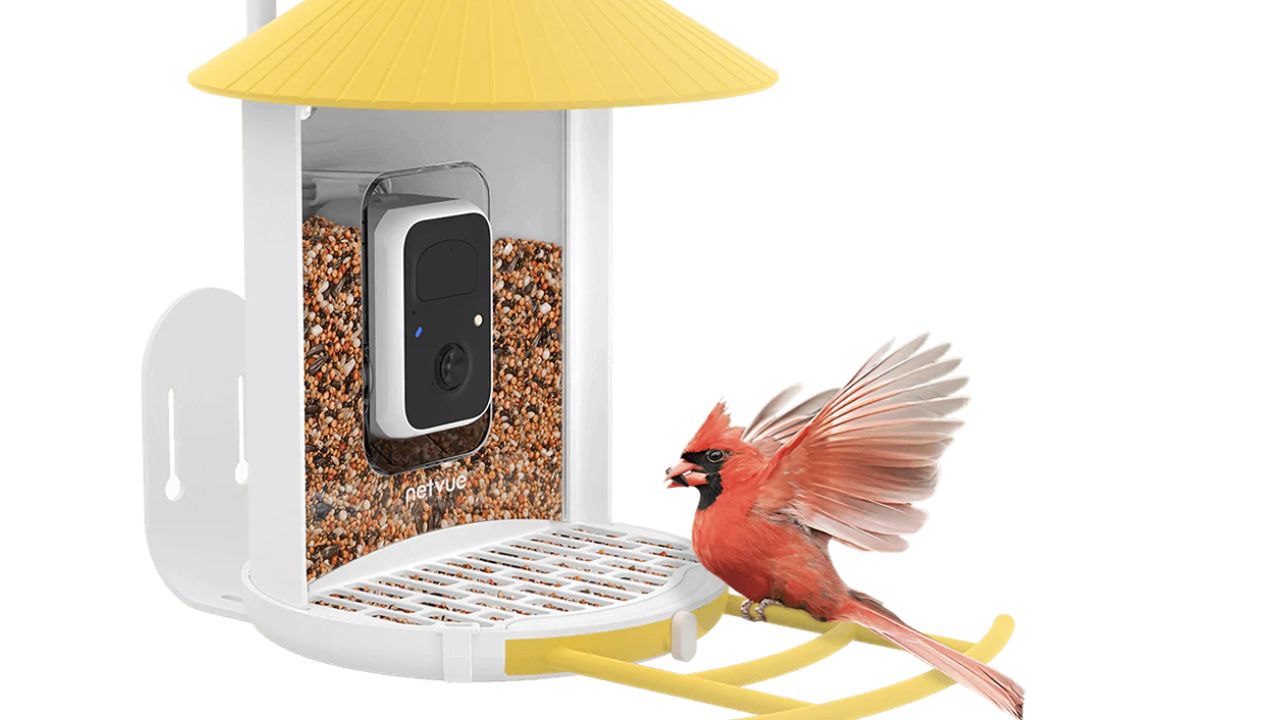 What Idea Do You Have About the Bird Camera Feeder?